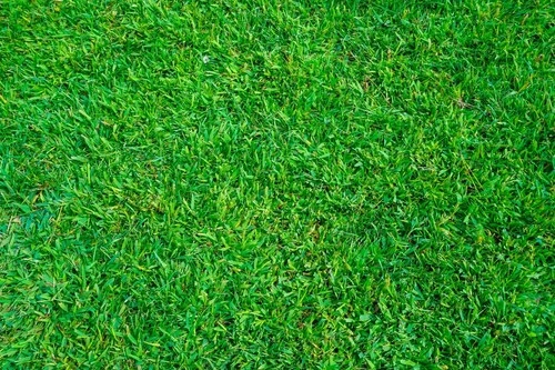 Normal Grass